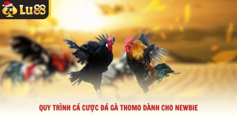 Quy trình cá cược đá gà Thomo dành cho newbie